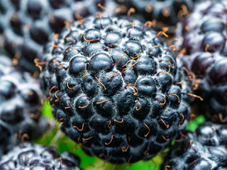 Close-up of ripe Black raspberries (Rubus occidentalis L.) showing seeds. Detailed surface macro shot of texture of fresh fruit. Organic farming, healthy food, BIO viands, back to nature concept.