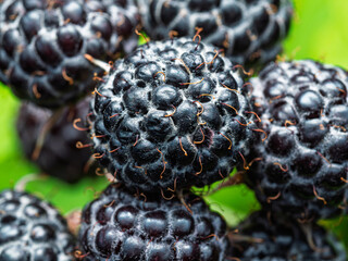 Close-up of ripe Black raspberries (Rubus occidentalis L.) showing seeds. Detailed surface macro shot of texture of fresh fruit. Organic farming, healthy food, BIO viands, back to nature concept.