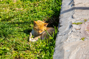 A sleeping ginger cat on the grass