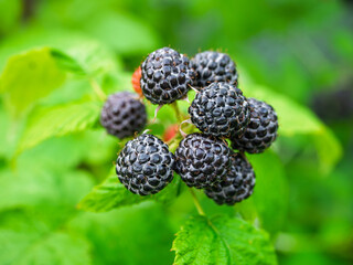 Close-up of growing ripe Black raspberries (Rubus occidentalis L.) on stem in garden. Detail of fresh fruit with green leaves. Organic farming, healthy food, BIO viands, back to nature concept.