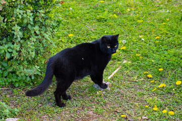 black cat sitting on the grass
