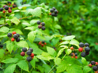 Bunch of ripe Black raspberries (Rubus occidentalis L.) growing on stem in garden. Detail of fresh fruits with green leaves. Organic farming, healthy food, BIO viands, back to nature concept.