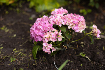 pink and white flowers