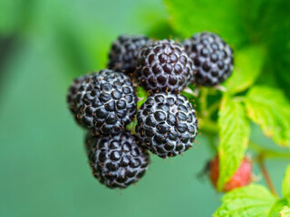 Close-up of growing ripe Black raspberries (Rubus occidentalis L.) on stem in garden. Detail of fresh fruit with green leaves. Organic farming, healthy food, BIO viands, back to nature concept.