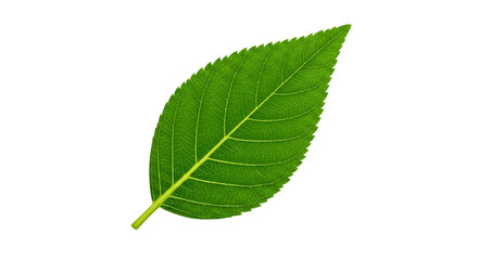 Obraz premium Close-up of a vibrant green leaf, showcasing its intricate details and natural beauty.