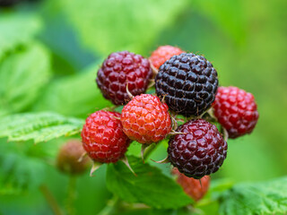 Close-up of growing ripe and unripe Black raspberries (Rubus occidentalis L.) on stem in garden. Detail of fresh fruit with green leaves. Organic farming, healthy food, BIO viands, back to nature