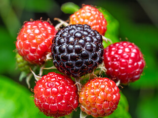 Close-up of growing ripe and unripe Black raspberries (Rubus occidentalis L.) on stem in garden. Detail of fresh fruit with green leaves. Organic farming, healthy food, BIO viands, back to nature
