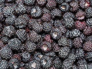 Pile of fresh harvested ripe Black raspberries (Rubus occidentalis L.). Full frame. Harvesting blackberry fruit with green leaves. Organic farming, healthy food, BIO viands, back to nature concept.