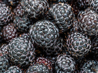 Pile of fresh harvested ripe Black raspberries (Rubus occidentalis L.). Full frame. Harvesting blackberry fruit with green leaves. Organic farming, healthy food, BIO viands, back to nature concept.