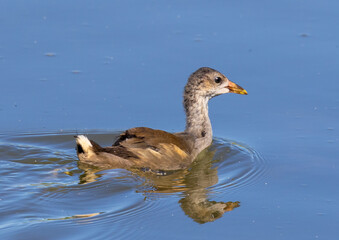 A juvenile Common moorhen (Gallinula chloropus) swimming on the lake