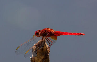 A scarlet dragonfly - Crocothemis erythraea sitting on a plant