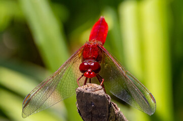 A scarlet dragonfly (Crocothemis erythraea) standing on a plant