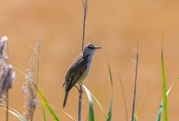 An Acrocephalus arundinaceus bird sitting on a reed stem