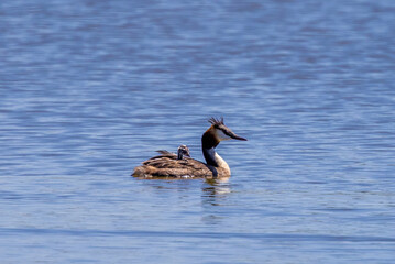 A Podiceps cristatus bird swimming with its chick on its back