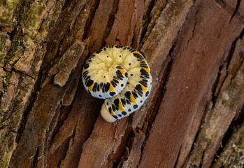 A coiled Cimbex quadrimaculatus caterpillar