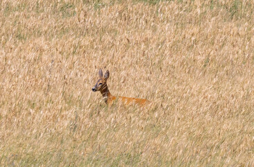 A roe deer in a yellowed wheat field