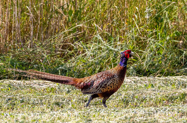 Fototapeta premium A male pheasant (Phasianus colchicus) in the field