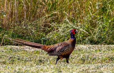 A male pheasant (Phasianus colchicus) in the natural environment