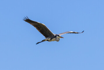 A Grey Heron (Ardea cinerea) in flight