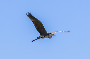 A Gray Heron (Ardea cinerea) in flight on a blue sky background