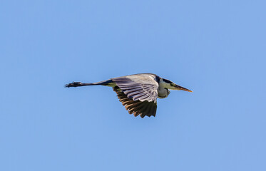 A Grey Heron (Ardea cinerea) in flight