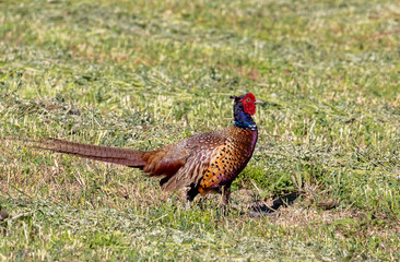 A male pheasant (Phasianus colchicus) in the field