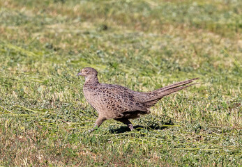 A female pheasant (Phasianus colchicus) in the natural environment