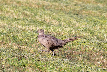 A female pheasant (Phasianus colchicus) in the field