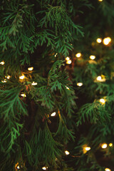 Glowing holiday lights decorate lush green cedar foliage