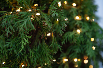 Glowing holiday lights decorate lush green cedar foliage