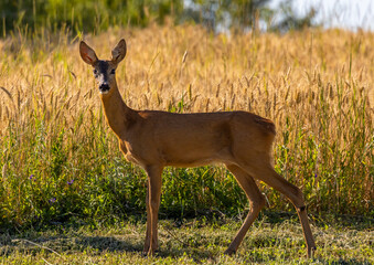 A roe deer on a field in the natural environment
