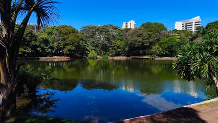 Fototapeta premium bosque dos buritis goiania goias