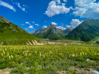 Beautiful green valley in Minimarg, Domel, Pakistan, with lush meadows and forested mountain slopes...