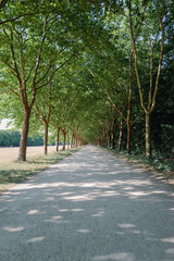 allée d'arbres rafraîchissante au bois de Vincennes