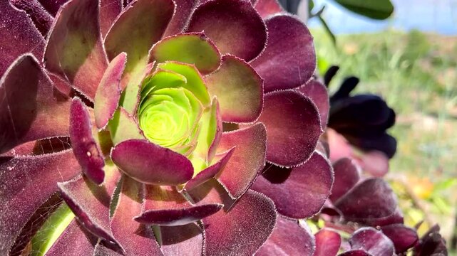 Aeonium arboreum, Tree houseleek or Irish rose tropical succulent plant close up. Nature background for design,4K