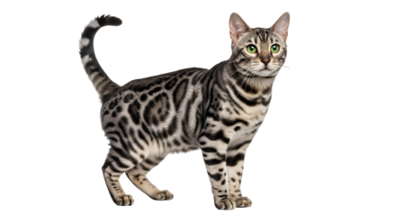 Silver bengal cat standing in a studio with green eyes and spotted fur looking forward calmly and alertly