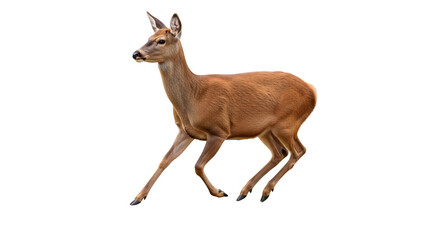 Fototapeta premium A single brown deer with small antlers walking on a black background in a side profile view image