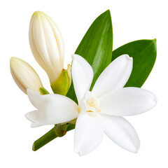 Obraz premium Elegant 3D Floral Composition Featuring Tuberose Bloom – Transparent Cutout