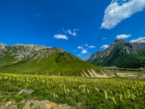 Beautiful green valley in Minimarg, Domel, Pakistan, with lush meadows and forested mountain slopes under a bright blue sky. A peaceful and vibrant natural landscape.

