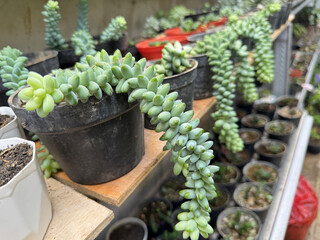 cactus in pots