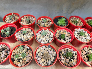 cactus plants collection