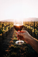 copa de vino , atardecer , vineyard mendoza argentina wine, wine cellar, grapes, vines