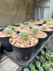 cactus plants collection