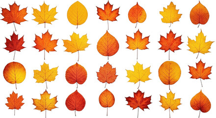 Fototapeta premium A Vibrant Collection of Autumn Leaves Showcasing Various Shapes and Colors in a Decorative Arrangement, isolated on a transparent background