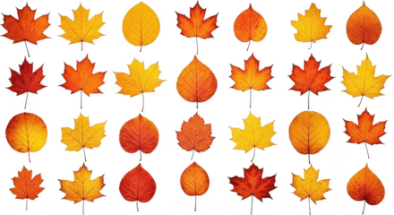 A Vibrant Collection of Autumn Leaves Showcasing Various Shapes and Colors in a Decorative Arrangement, isolated on a transparent background