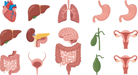 A collection of detailed, colorful illustrations of various human organs.