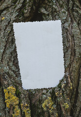 Vintage empty paper on the old wooden bark of tree background