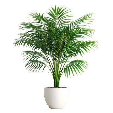 Lush green areca palm plant in a modern white pot isolated on white background