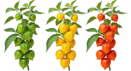 Colorful Physalis Berries: Green, Yellow, and Red Fruits on Display, isolated on a transparent background