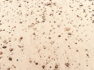 Seashells scattered on sandy beach, natural coastal texture
